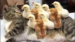 Lustige Hunde und Katzen videos ???????? Lustige Tiere | Lieblingskatze ????