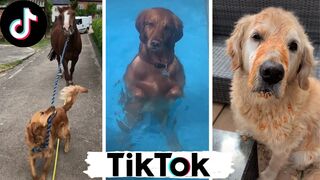 Funny Dogs of TikTok Compilation ~ Doggos Doing Funny Things TIK TOK ~ 2020 3