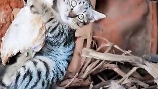 КОТКИ 2