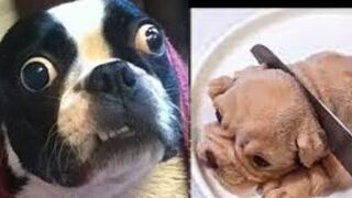 Funny dog reaction to cutting cake .new funniest dog reaction compilation videos#21#animals house
