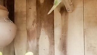Birds voice 2