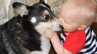 Help!  Videos of funny dogs and cats for a good mood!  Video 2023