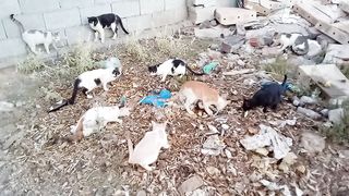 Feeding homeless hungry cats