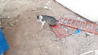 Beautiful domestic cat 2