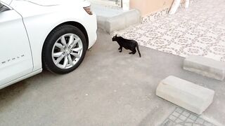 Marvelous black cat