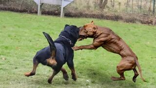 Pitbull Dog VS Rottweiler - Rottweiler VS Pitbull Dog Real Fight - ENIK. Video 2023