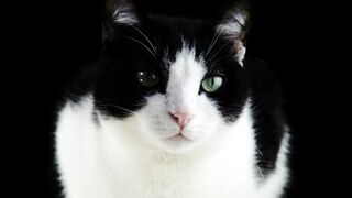 Cute Black and white Cat