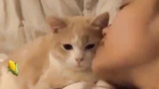Cats Doing Funny Things The funniest moment ever