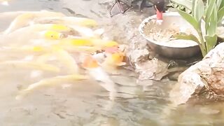 Swan Feeds Fish????