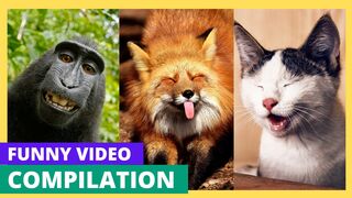 Funny cats Complication 2023