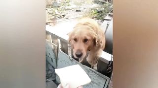 Moments Amusants De La Semaine _ Des Gens Et Des Animaux Mignons Faisant Des Choses Amusantes #32