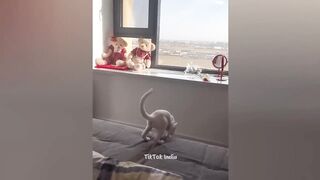 Moments Amusants De La Semaine _ Des Gens Et Des Animaux Mignons Faisant Des Choses Amusantes #34