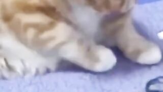 my cat got me into trouble.