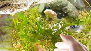 Beautiful Fishes and Birds