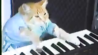 Keyboard for cat ???????? funny video