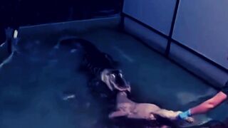 Alligator Deathro