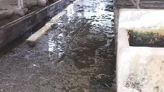 Dairy Farm Cleaning 2