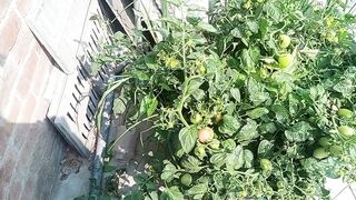 ماشاء اللہ ہم نے چھت سے پہلا پھل اتار لیا
