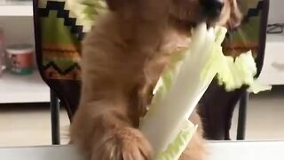 Vegetarian !