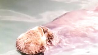 Happy baby otter in the arms of the mother otter