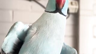 Parrot  talking