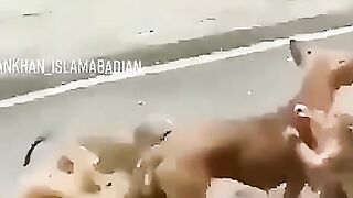 Funny video like 9