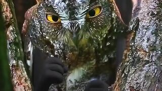 Real Animal Doodles Do Crazy Things
