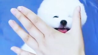 Cute puppy 2