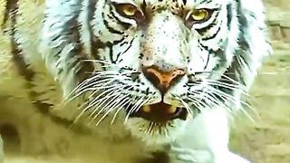 lion attitude status 6