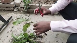 नर्सरी से पौध ला कर घर पर लगाने से पहले यह काम जरूर करें