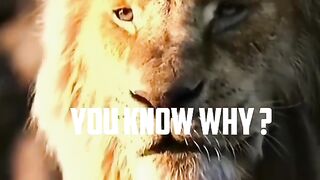 lion attitude status 7