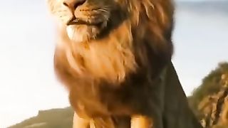 lion attitude status 8