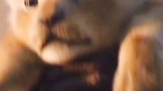 lion attitude status 9