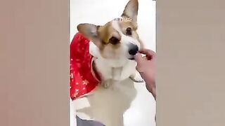 Animaux les plus drôles