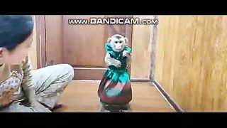 Pets or Animals Videos Front - 20-3-2023-1