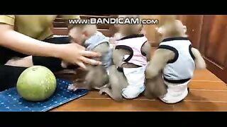 Pets or Animals Videos Front - 20-3-2023-3