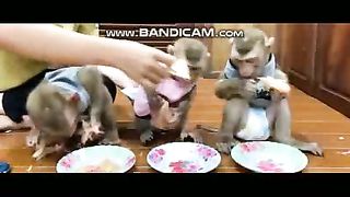 Pets or Animals Videos Front - 20-3-2023-4