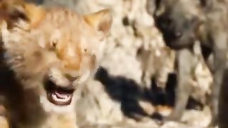 lion attitude status 10