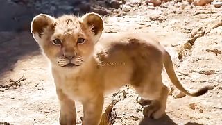 lion attitude status 11