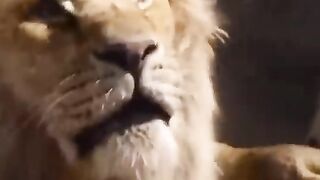 lion attitude status 12