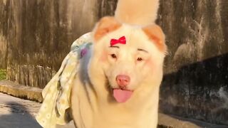 Funny enimal 2