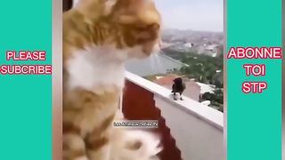 Meilleures vidéos d'animaux drôles 2023