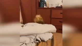 dogs - Funny animal videos 278(360p).