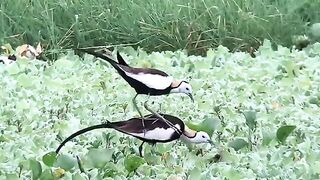 beautiful bird 3