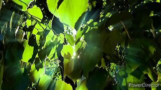 Relaxing music| RESTORATION OF THE NERVOUS SYSTEM????Gentle music, calms the nervous system and pleases the soul
