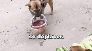 Le Chien Le Plus Intelligent Du Monde