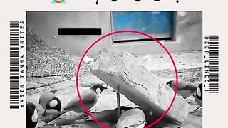 Video 33