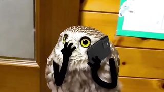 Birds with arms