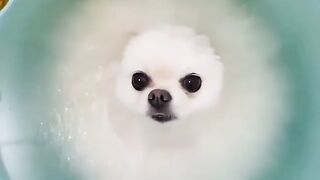 funny dog 3