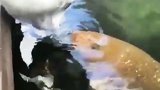 funny pets 2